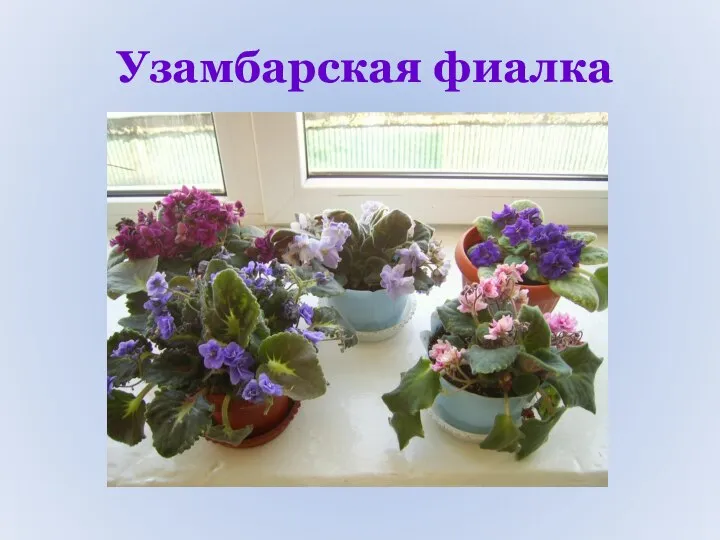 Узамбарская фиалка