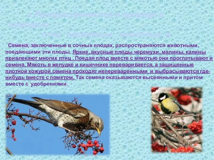 4. Распространяются в природе с помощью птиц , насекомых , животных