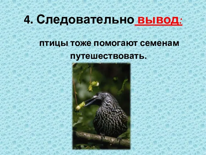 4. Следовательно вывод: птицы тоже помогают семенам путешествовать.