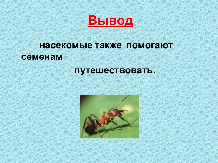 Вывод насекомые также помогают семенам путешествовать.