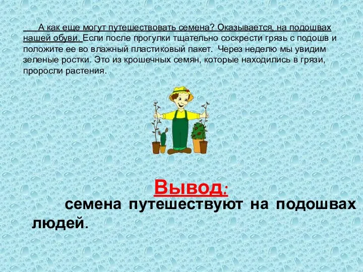 А как еще могут путешествовать семена? Оказывается, на подошвах нашей обуви.