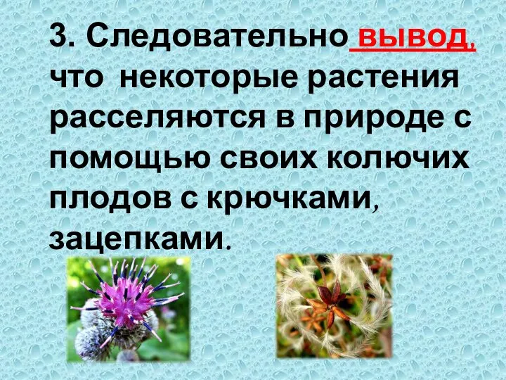 3. Следовательно вывод, что некоторые растения расселяются в природе с помощью