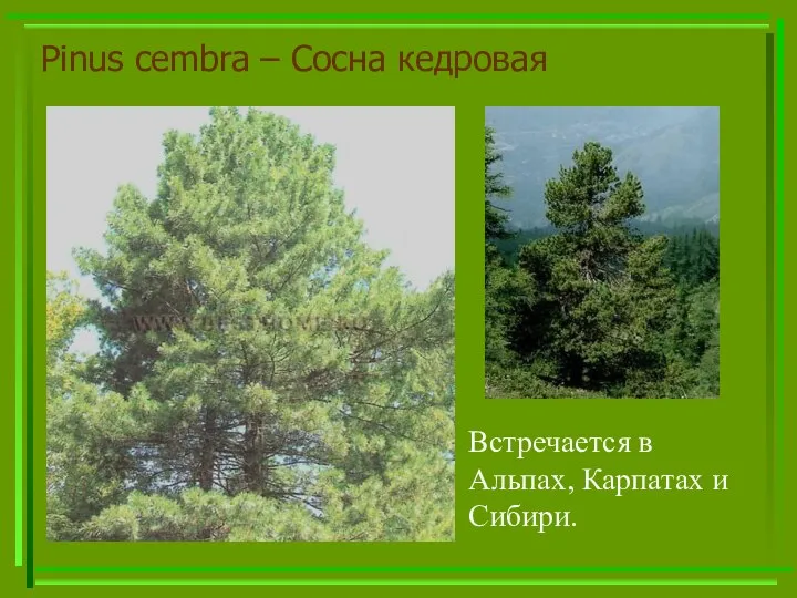 Pinus cembra – Сосна кедровая Встречается в Альпах, Карпатах и Сибири.