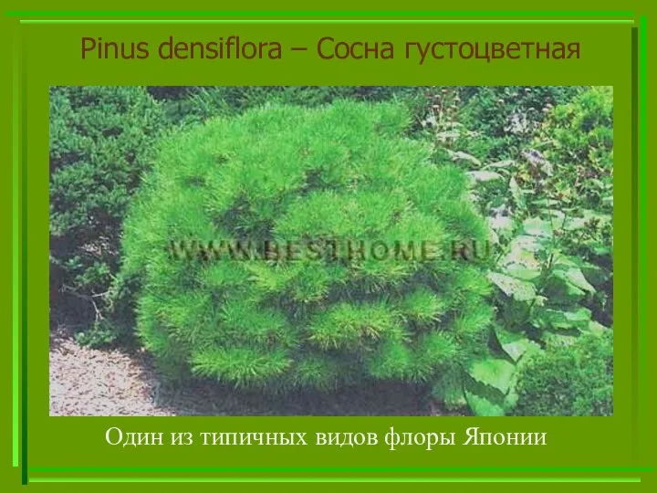 Pinus densiflora – Сосна густоцветная Один из типичных видов флоры Японии