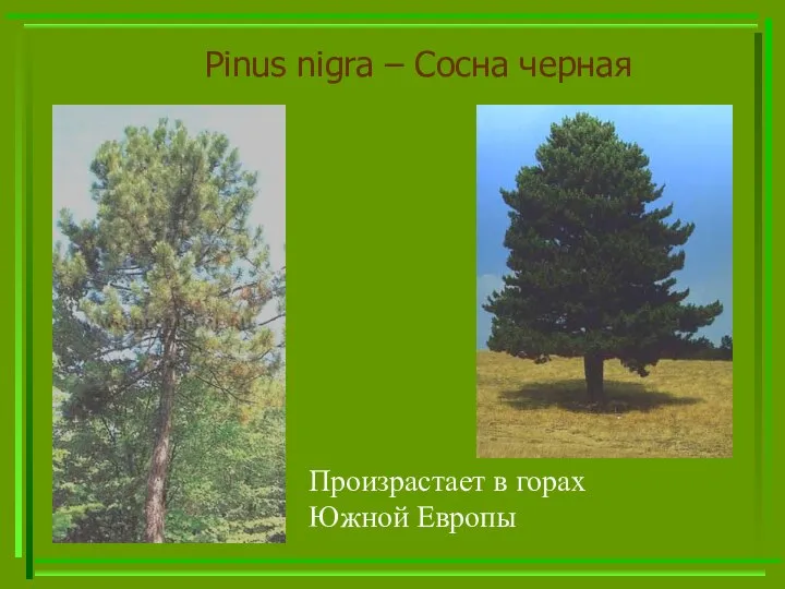 Pinus nigra – Сосна черная Произрастает в горах Южной Европы