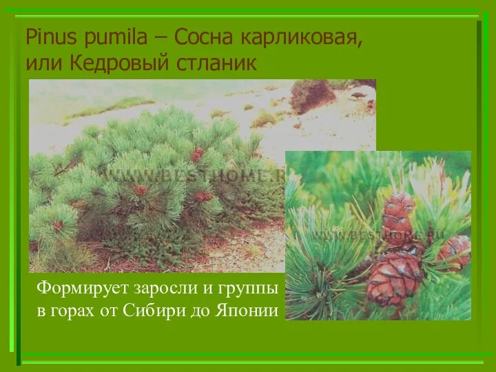 Pinus pumila – Сосна карликовая, или Кедровый стланик Формирует заросли и