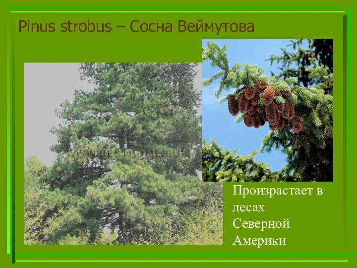 Pinus strobus – Сосна Веймутова Произрастает в лесах Северной Америки