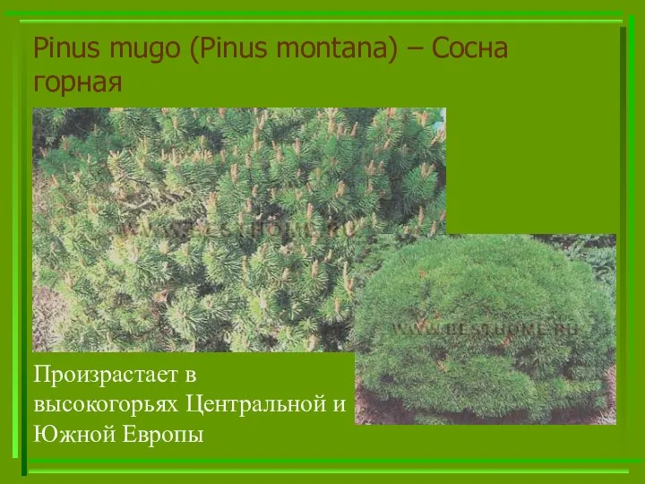 Pinus mugo (Pinus montana) – Сосна горная Произрастает в высокогорьях Центральной и Южной Европы