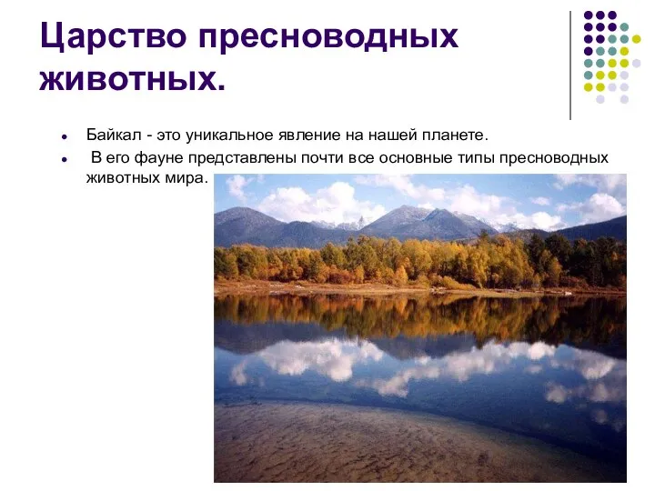 Царство пресноводных животных. Байкал - это уникальное явление на нашей планете.