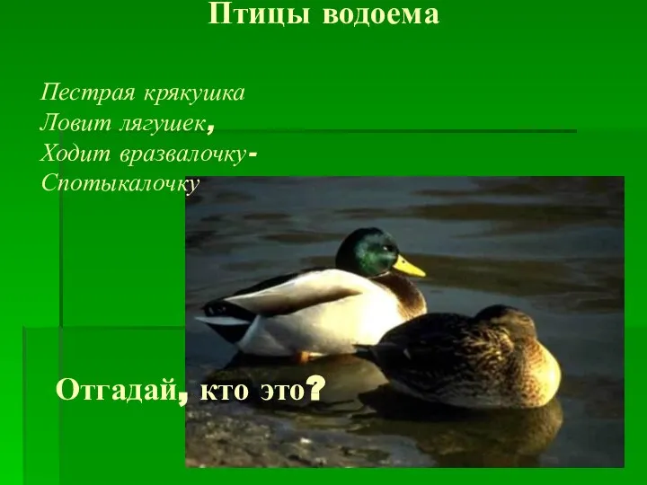 Птицы водоема Отгадай, кто это? Пестрая крякушка Ловит лягушек, Ходит вразвалочку- Спотыкалочку