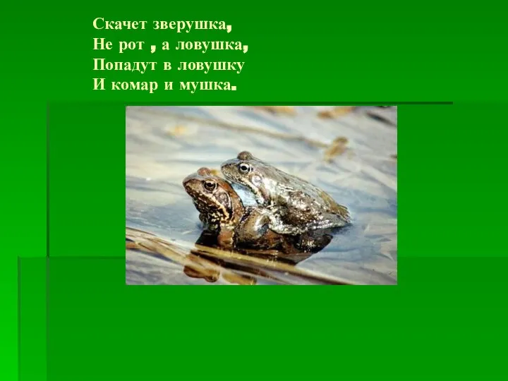 Скачет зверушка, Не рот , а ловушка, Попадут в ловушку И комар и мушка.