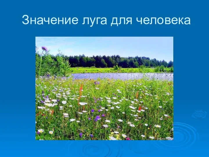 Значение луга для человека