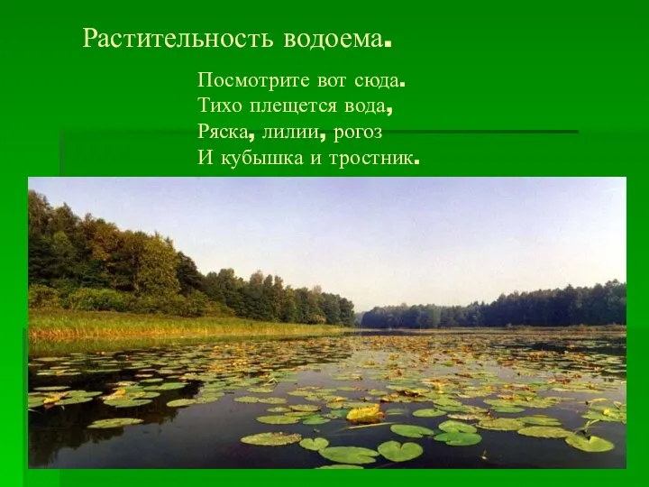 Растительность водоема. Посмотрите вот сюда. Тихо плещется вода, Ряска, лилии, рогоз И кубышка и тростник.