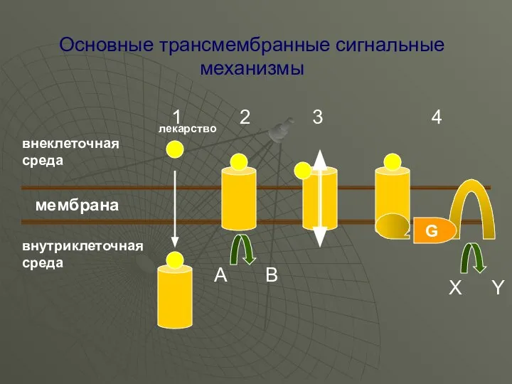 Основные трансмембранные сигнальные механизмы мембрана внеклеточная среда внутриклеточная среда 1 2