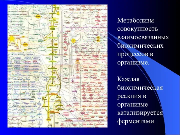 Метаболизм – совокупность взаимосвязанных биохимических процессов в организме. Каждая биохимическая реакция в организме катализируется ферментами