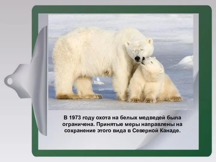 В 1973 году охота на белых медведей была ограничена. Принятые меры