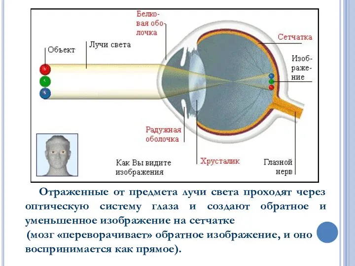 МЕХАНИЗМ РАБОТЫ ОПТИЧЕСКОЙ СИСТЕМЫ ГЛАЗА. Отраженные от предмета лучи света проходят