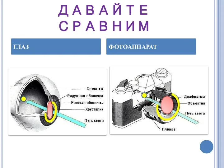 ДАВАЙТЕ СРАВНИМ ГЛАЗ ФОТОАППАРАТ