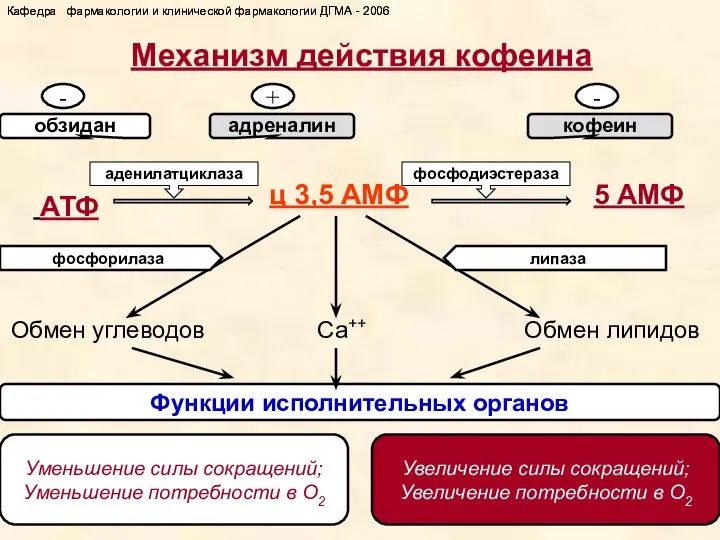 Механизм действия кофеина Обмен углеводов 5 АМФ ц 3,5 АМФ адреналин