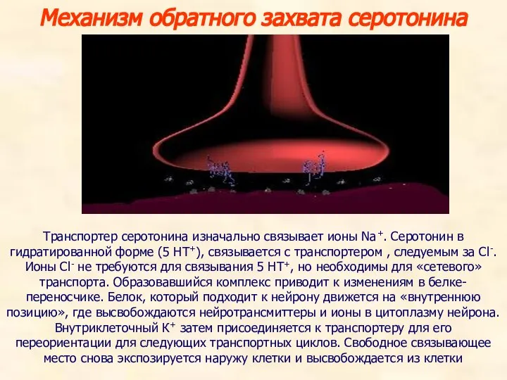 Транспортер серотонина изначально связывает ионы Na+. Серотонин в гидратированной форме (5