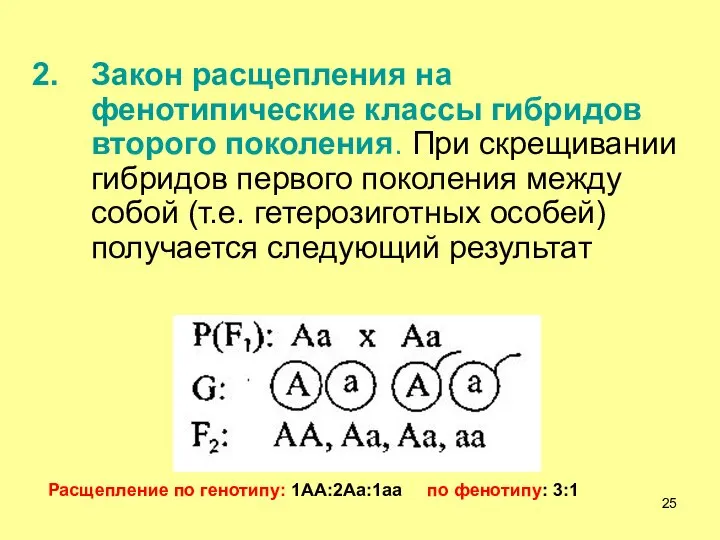 Закон расщепления на фенотипические классы гибридов второго поколения. При скрещивании гибридов