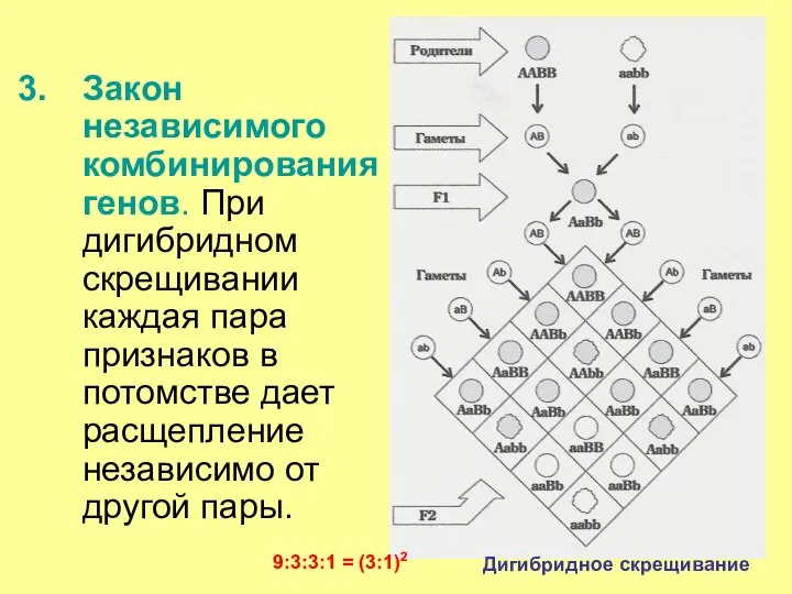 Закон независимого комбинирования генов. При дигибридном скрещивании каждая пара признаков в