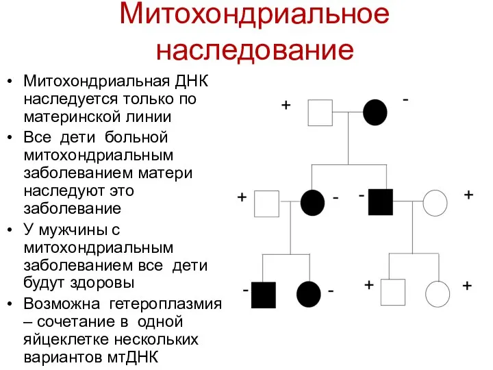 Митохондриальное наследование Митохондриальная ДНК наследуется только по материнской линии Все дети