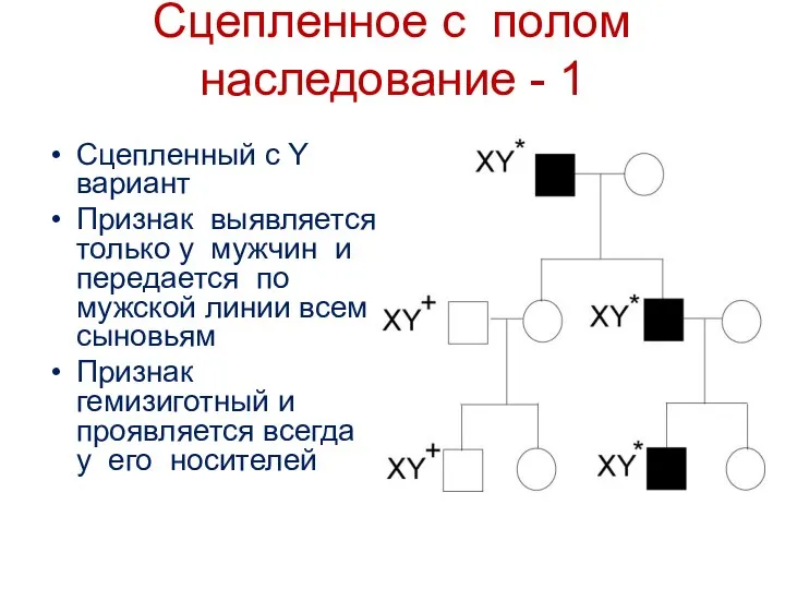 Сцепленное с полом наследование - 1 Сцепленный с Y вариант Признак