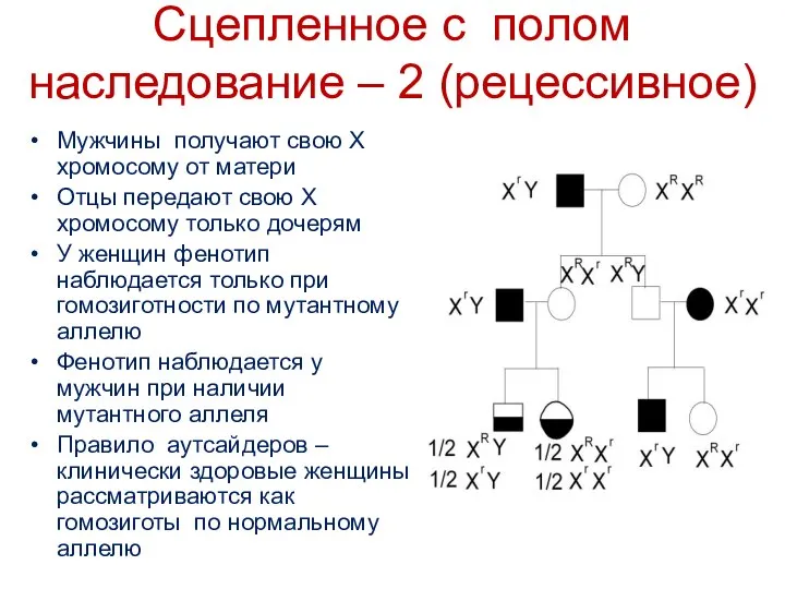 Мужчины получают свою Х хромосому от матери Отцы передают свою Х