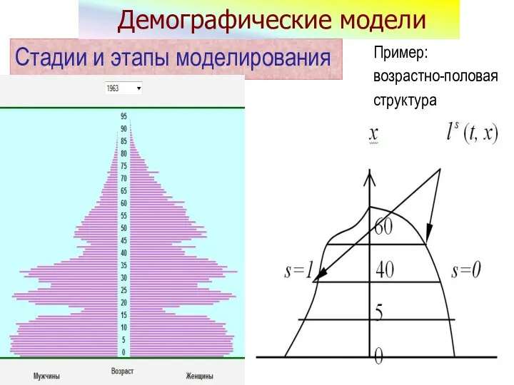 Пример: возрастно-половая структура Стадии и этапы моделирования Демографические модели
