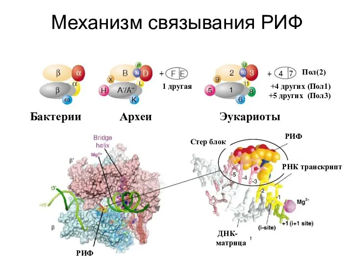 Механизм связывания РИФ