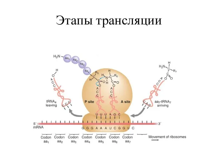 Этапы трансляции