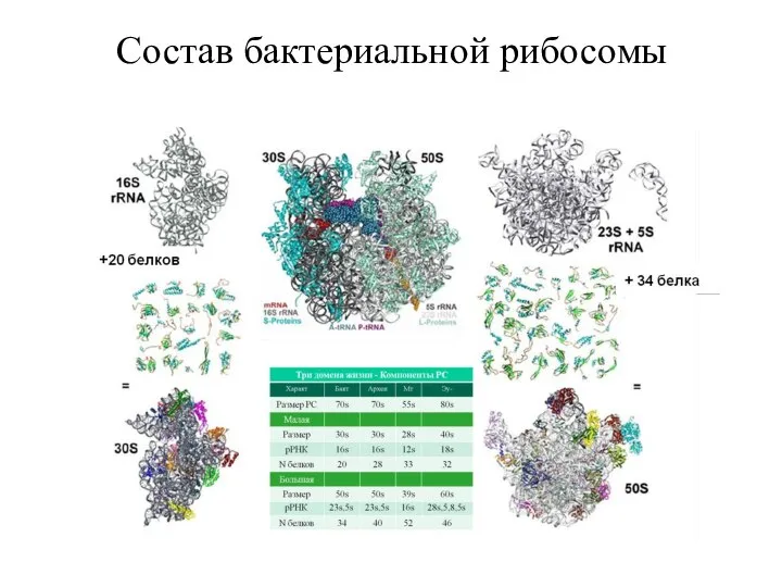 Состав бактериальной рибосомы