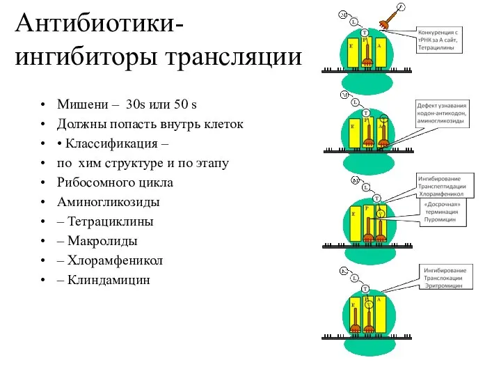 Антибиотики- ингибиторы трансляции Мишени – 30s или 50 s Должны попасть