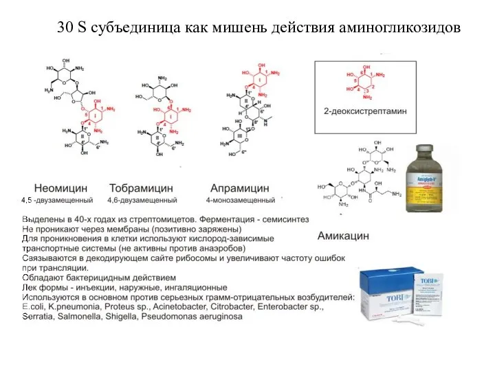 3л S субъединица как мишень действия аминогликозидов 30 S субъединица как мишень действия аминогликозидов