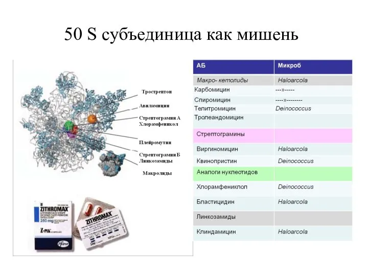 50 S субъединица как мишень