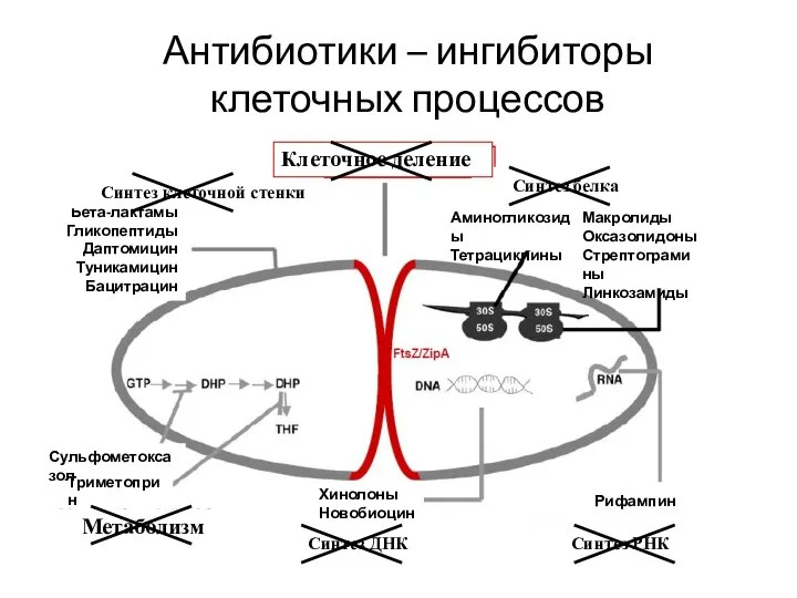 Антибиотики – ингибиторы клеточных процессов