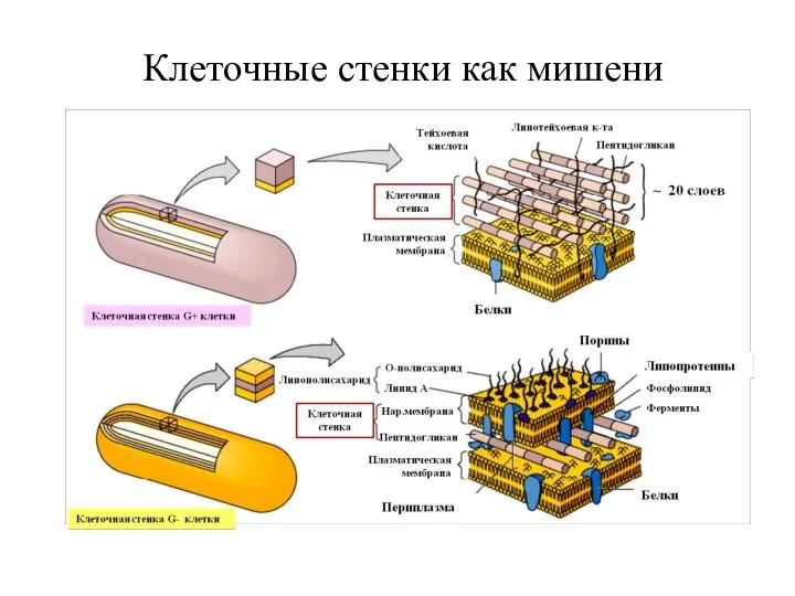 Клеточные стенки как мишени