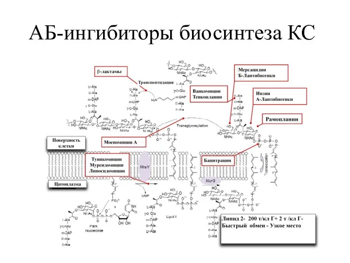 АБ-ингибиторы биосинтеза КС