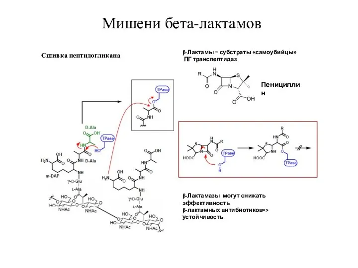 Мишени бета-лактамов