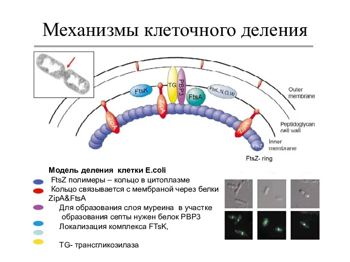 Механизмы клеточного деления