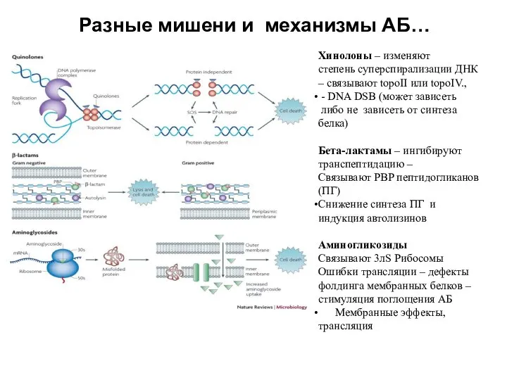 Разные мишени и механизмы АБ… Хинолоны – изменяют cтепень суперспирализации ДНК