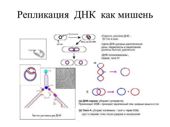 Репликация ДНК как мишень