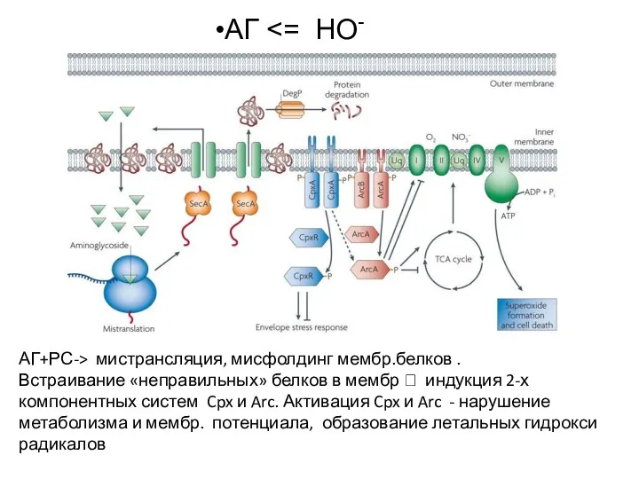 АГ АГ+РС-> мистрансляция, мисфолдинг мембр.белков . Встраивание «неправильных» белков в мембр