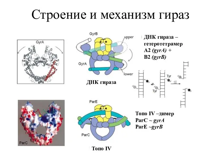 Строение и механизм гираз ДНК гираза Топо IV ДНК гираза –