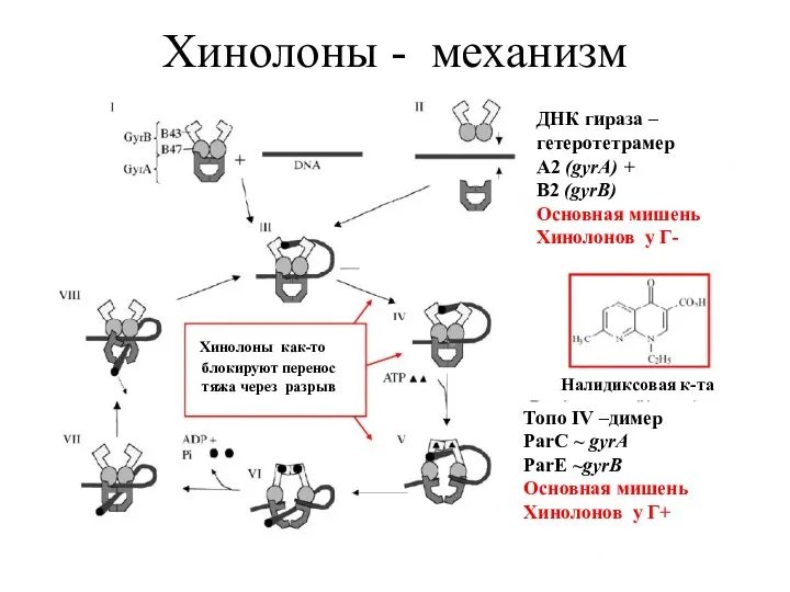 Хинолоны - механизм