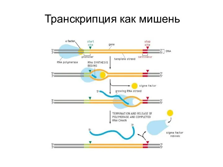 Транскрипция как мишень