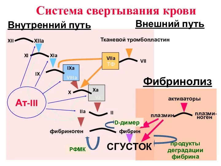 IX IXa VIIIa X Xa Va II IIa VII Тканевой тромбопластин