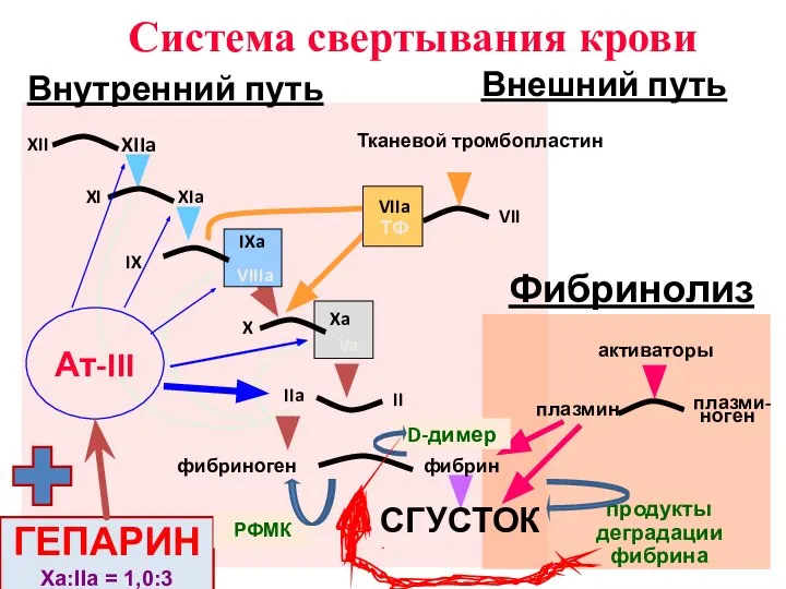 IX IXa VIIIa X Xa Va II IIa VII Тканевой тромбопластин