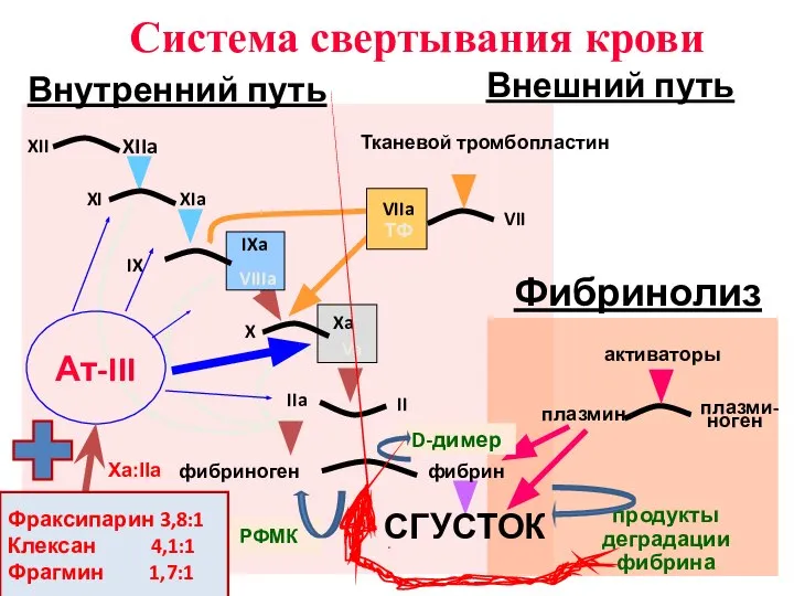 IX IXa VIIIa X Xa Va II IIa VII Тканевой тромбопластин